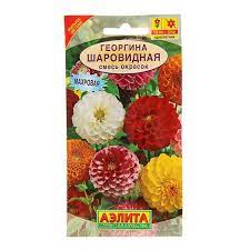Георгин шаровидная