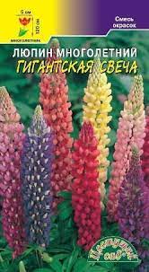Люпин Гигантская Свеча смесь