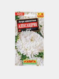 Астра Александрия белая