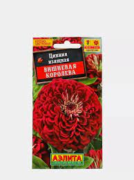 Циния Вишневая королева
