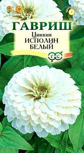 Циния Исполин белый